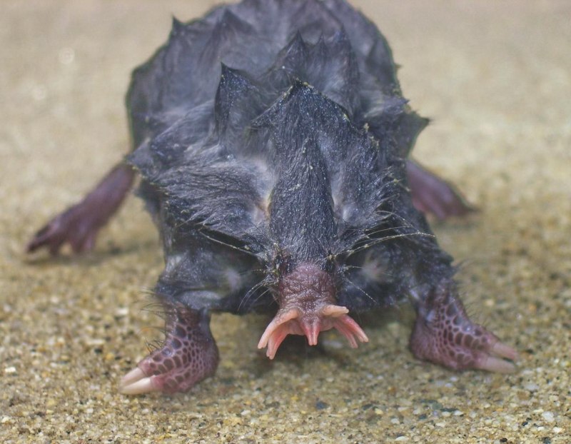 Scapanus