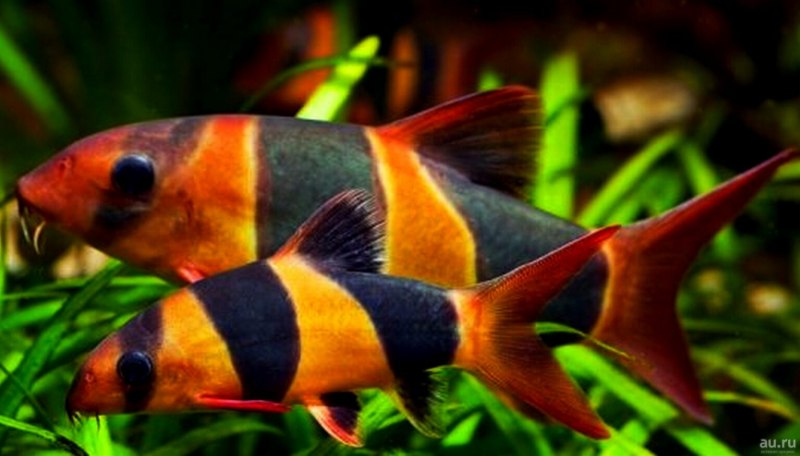 Барбус черный (Pethia nigrofasciata)