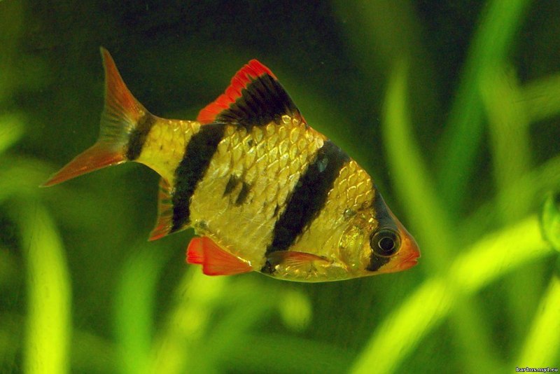 Clown Loach