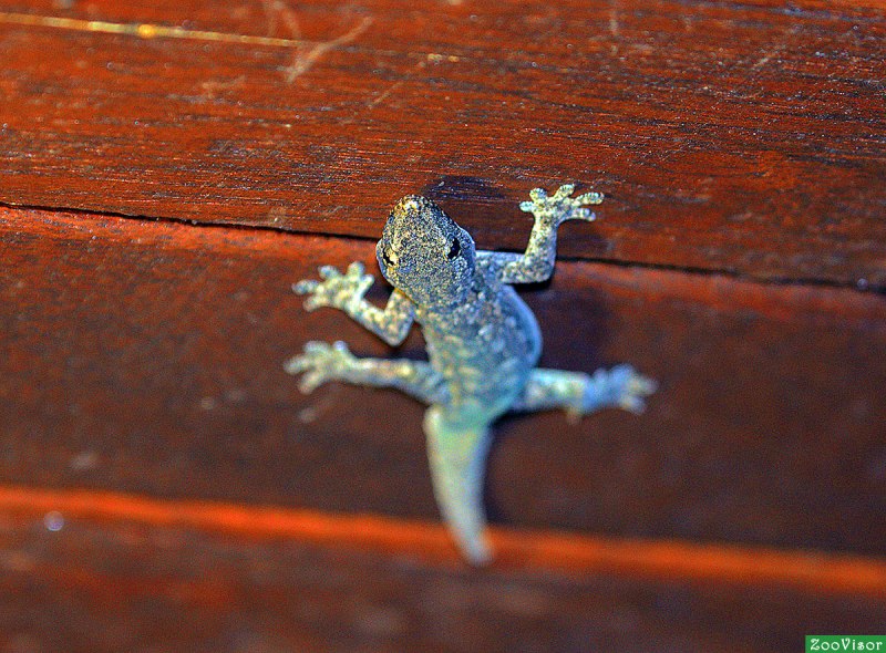 Cyrtodactylus irianjaynensis