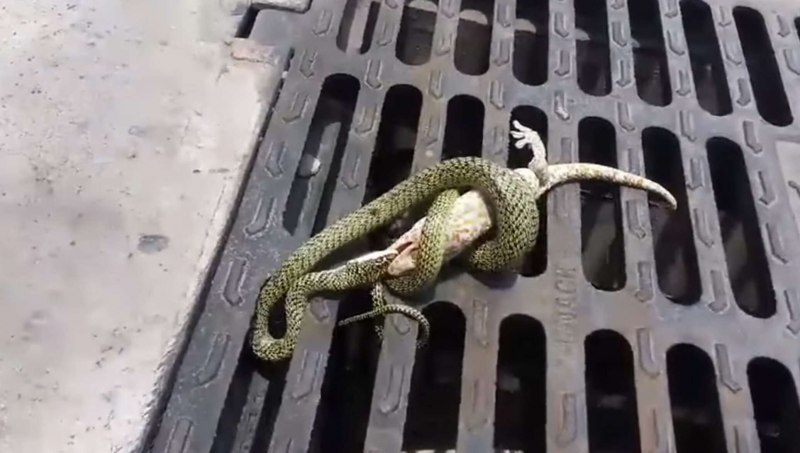 Pseudogekko smaragdinus