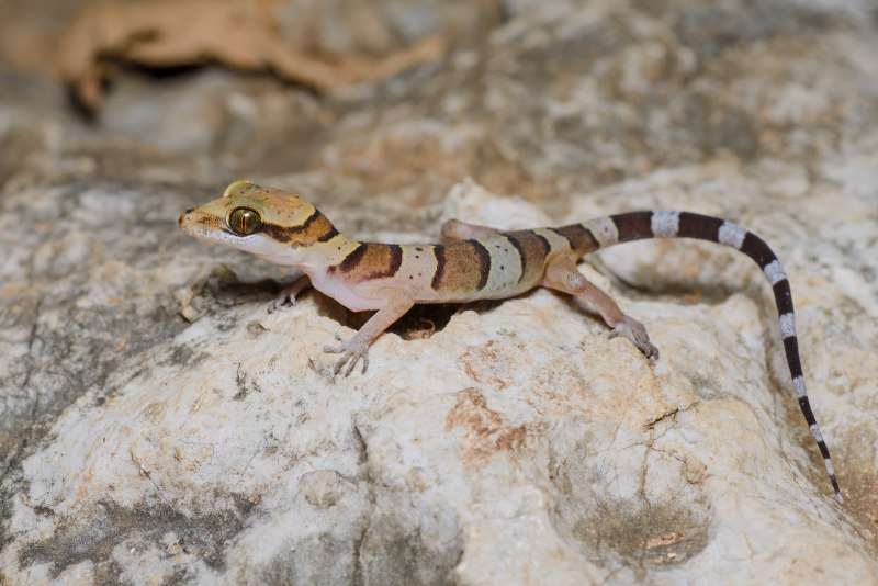 Геккон Hemiphyllodactylus
