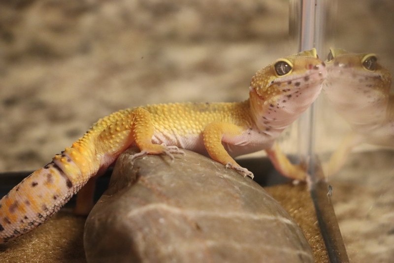 Hemidactylus mabouia