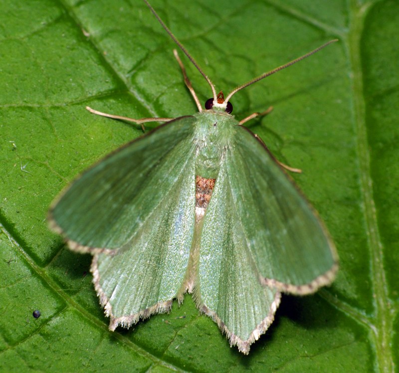 Совка polia bombycina