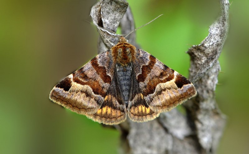 Мучная огневка Pyralis farinalis l.