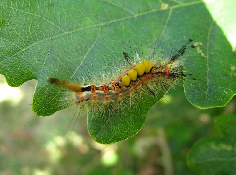 Eudocima dividens
