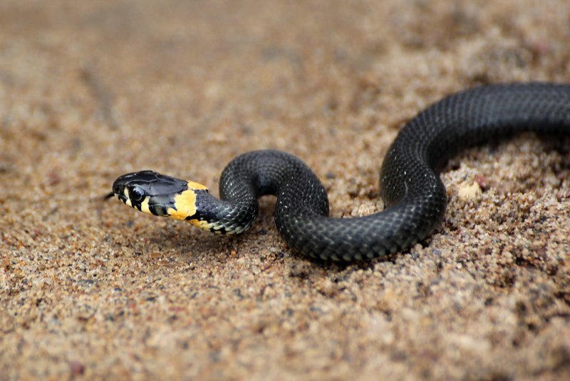 Уж-рыболов (Xenochrophis Piscator)