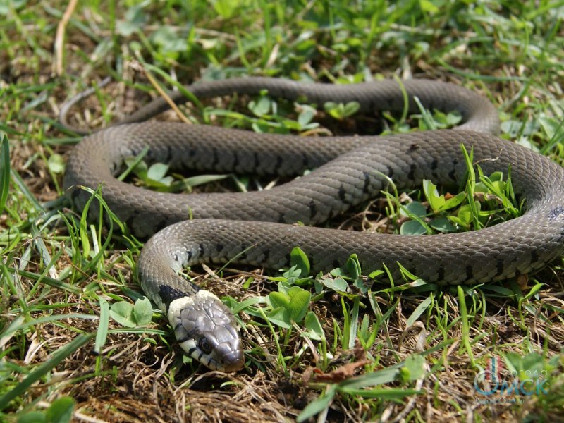 Rhabdophis subminiatus
