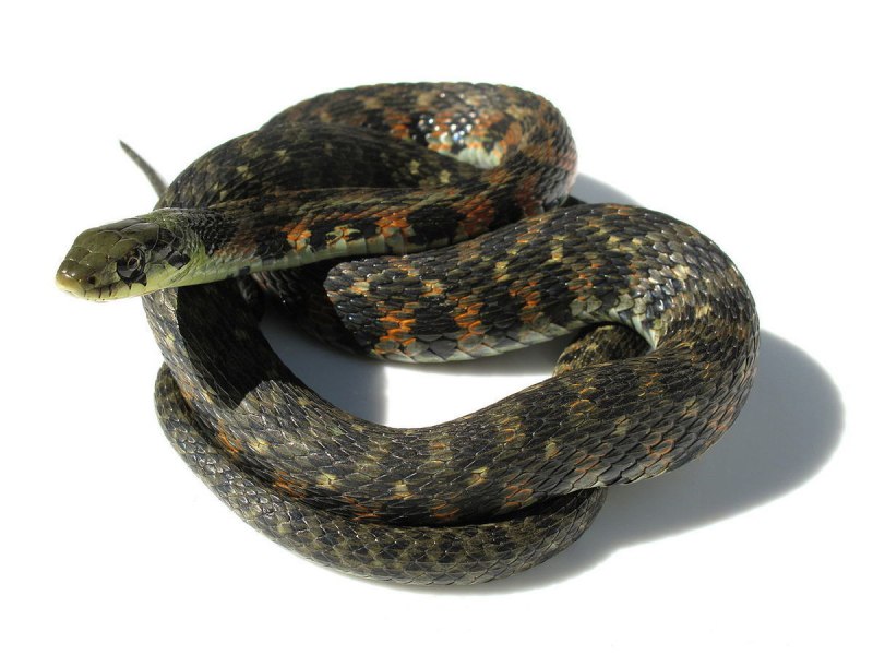Тигровый уж Rhabdophis tigrinus
