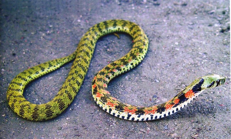 Тигровый уж Rhabdophis tigrinus
