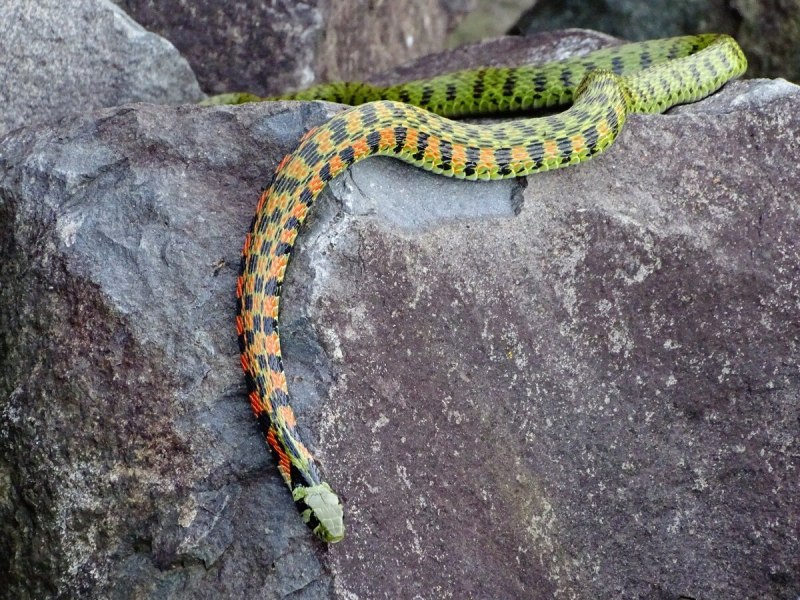 Farancia erytrogramma змея