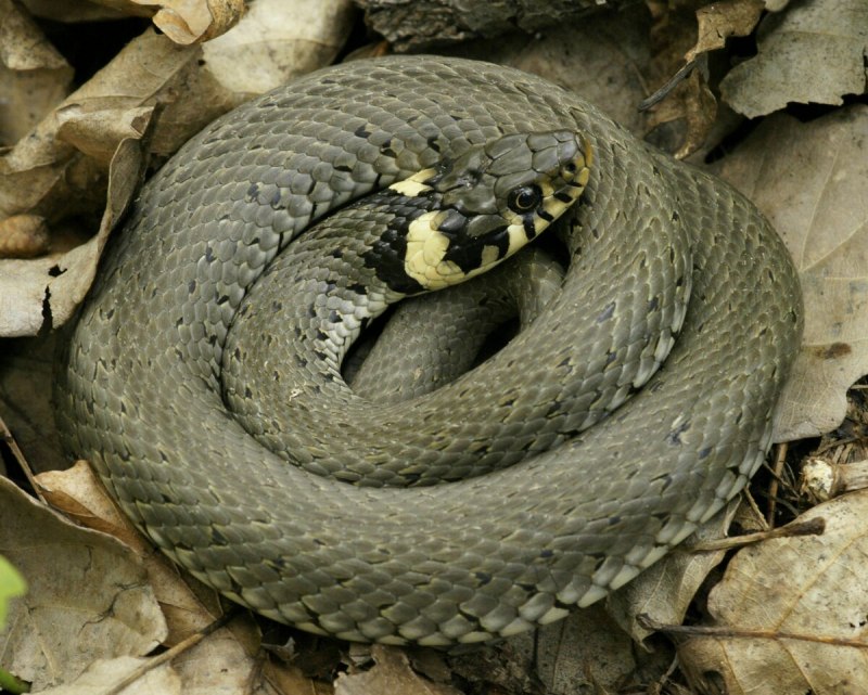 Подвязочная змея Thamnophis Marcianus
