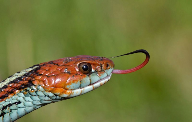 Тигровый уж Rhabdophis tigrinus