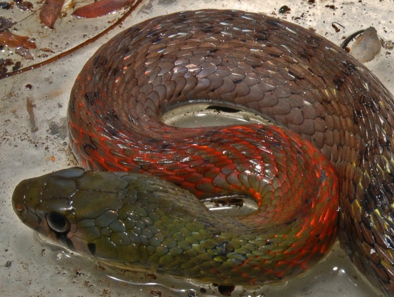 Tropidonophis mairii