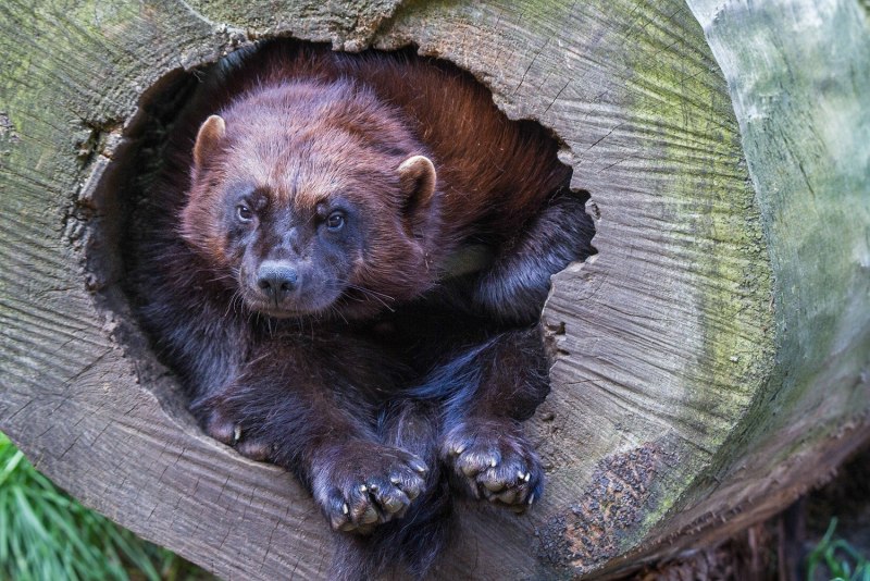 Зверь Росомаха фильм