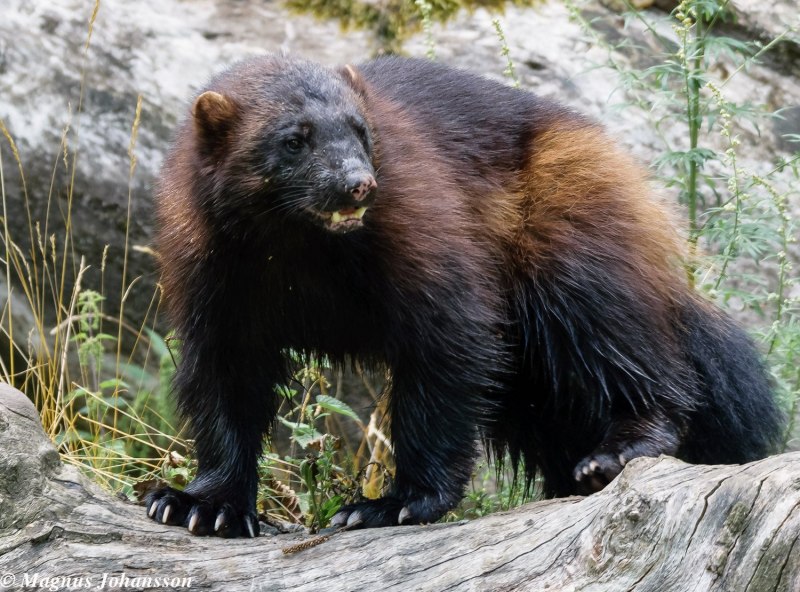 Медведь росомаха (65 фото)