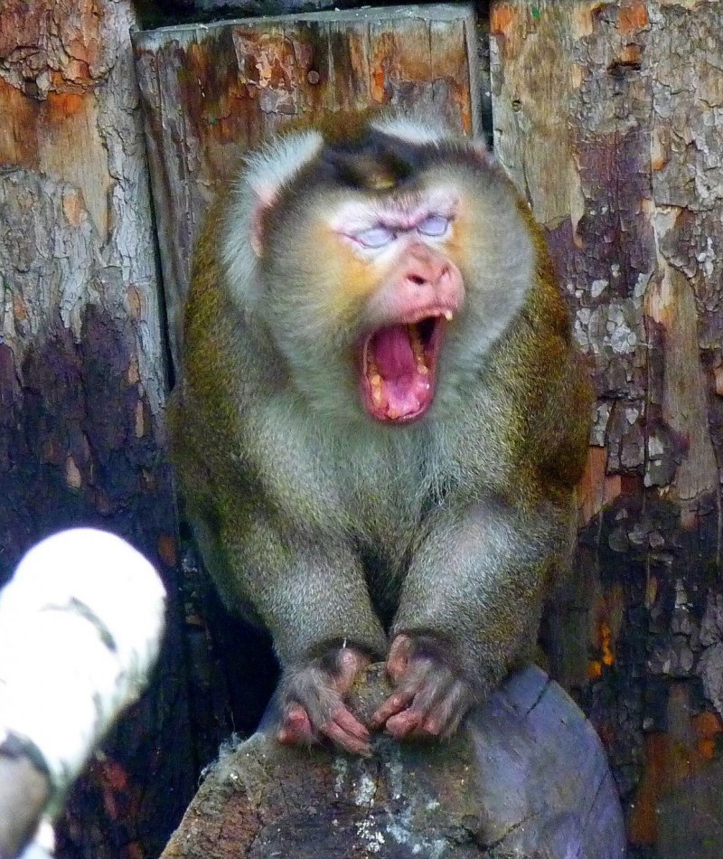 Macaca nemestrina (Pig-tailed macaque)