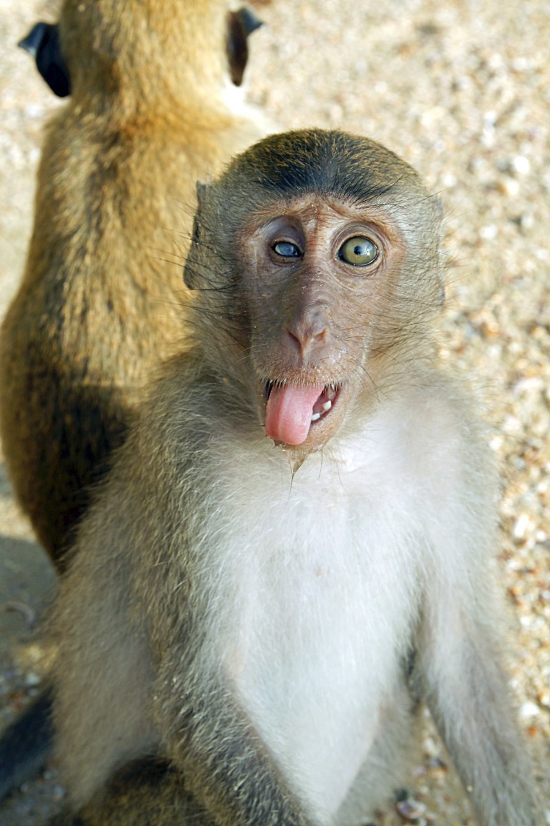 Macaca nemestrina