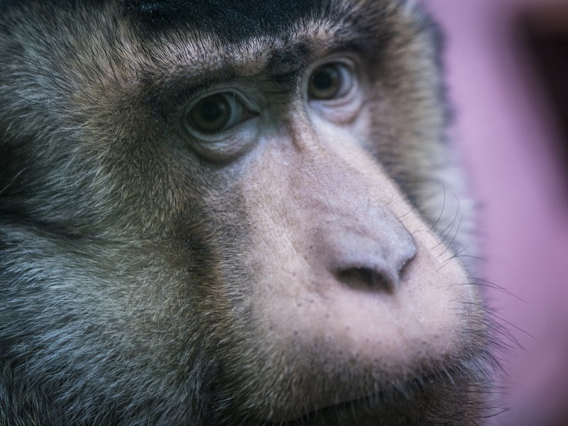 Pig-tailed macaque