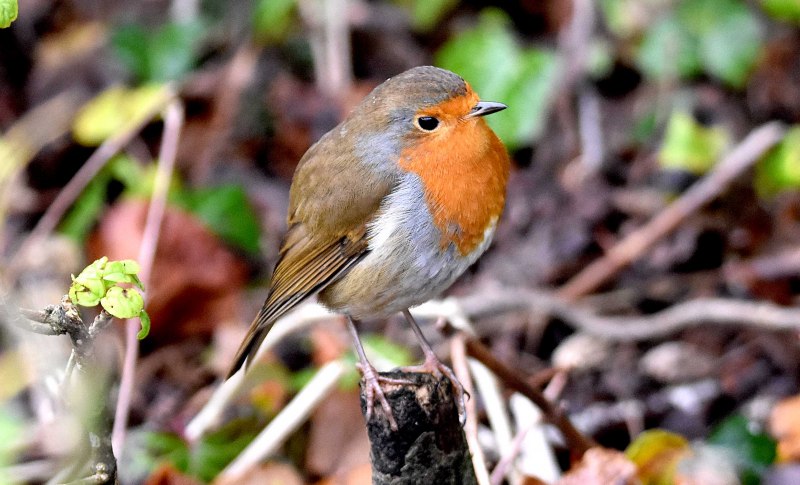 Robin Зарянка