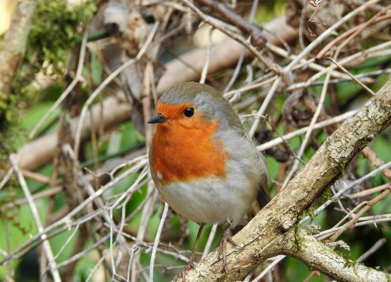 Европейский Робин (Erithacus rubecula)