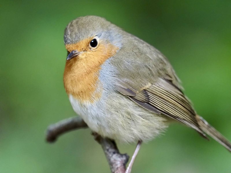 Robin Redbreast птица