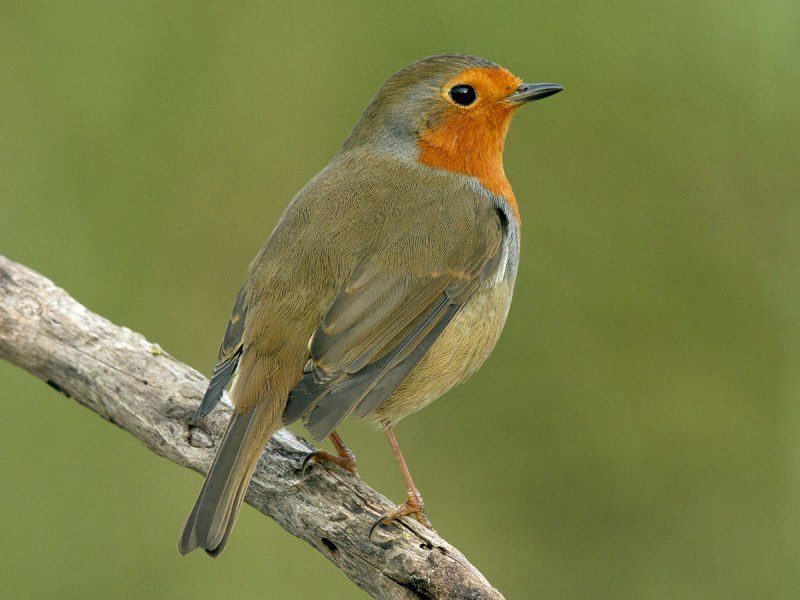 Европейский Робин (Erithacus rubecula)