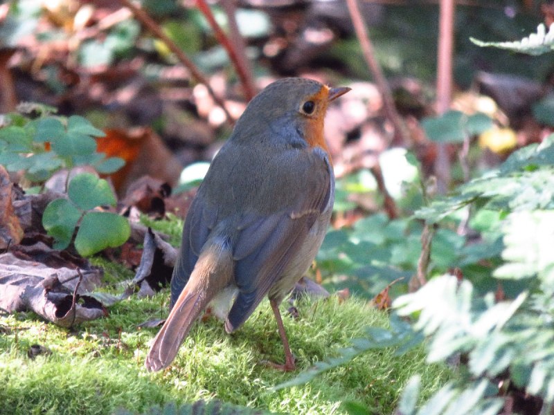 Европейский Робин (Erithacus rubecula)