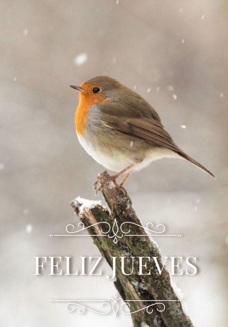 Erithacus rubecula