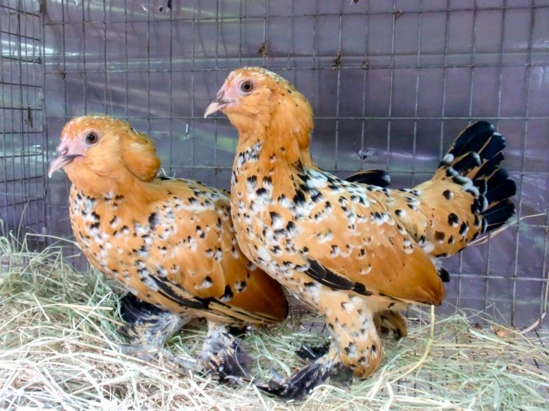 Куры бентамка Кохи