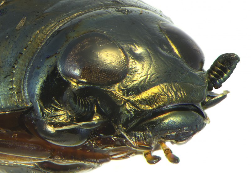 Широкий плавунец Dytiscus Latissimus