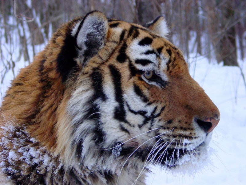 Амурский Сибирский тигр