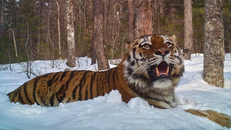 Сибирский тигр
