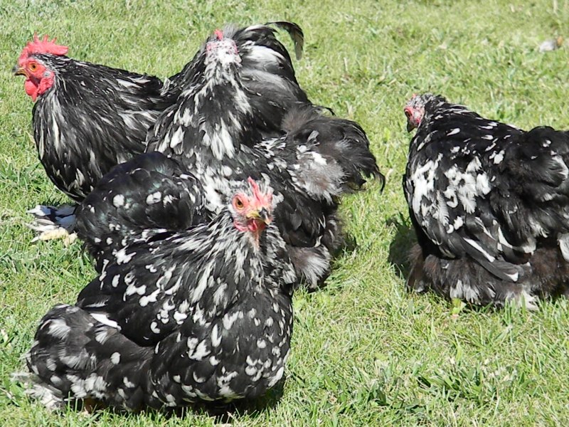 Куры шершетки курчавые