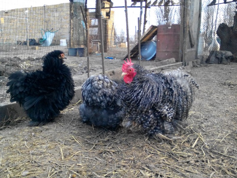 Кохинхин карликовый мраморный