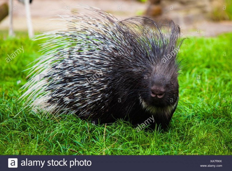 Coendou prehensilis