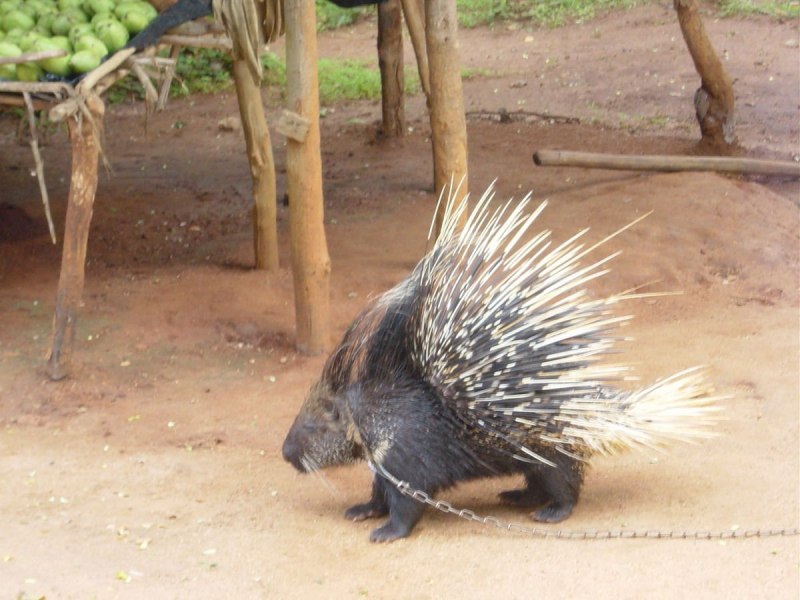 Hystrix Brachyura