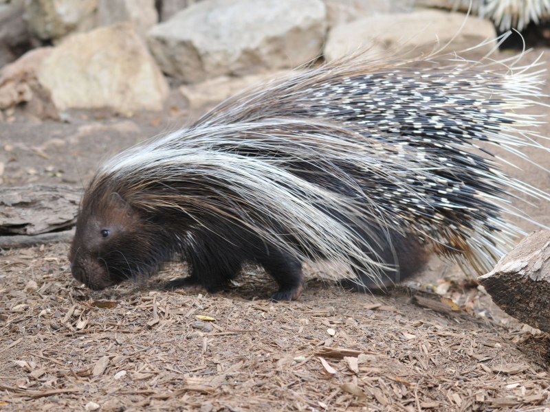 Дикобраз hystrix cristata