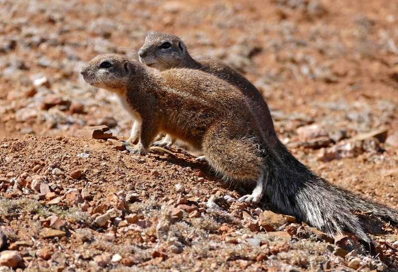 Spermophilus beldingi
