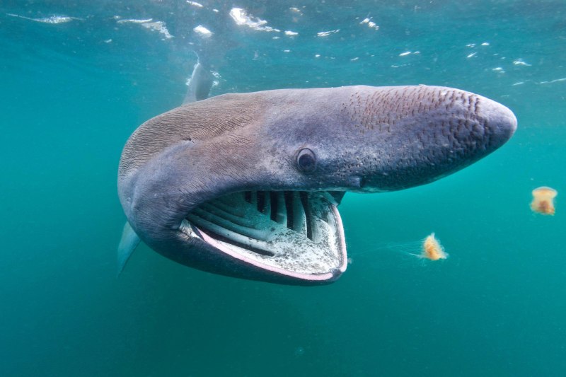Гигантская акула Cetorhinus Maximus