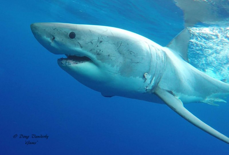 Гигантская акула (basking Shark)