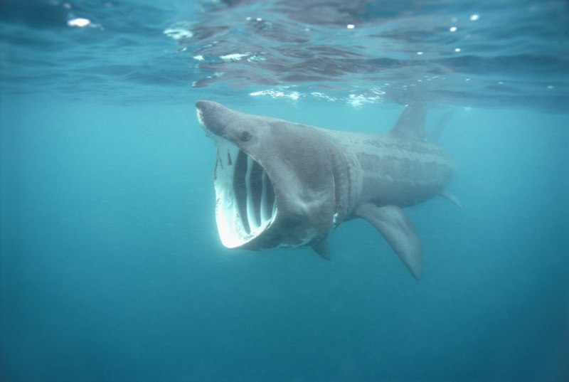 Большая акула Cetorhinus Maximus