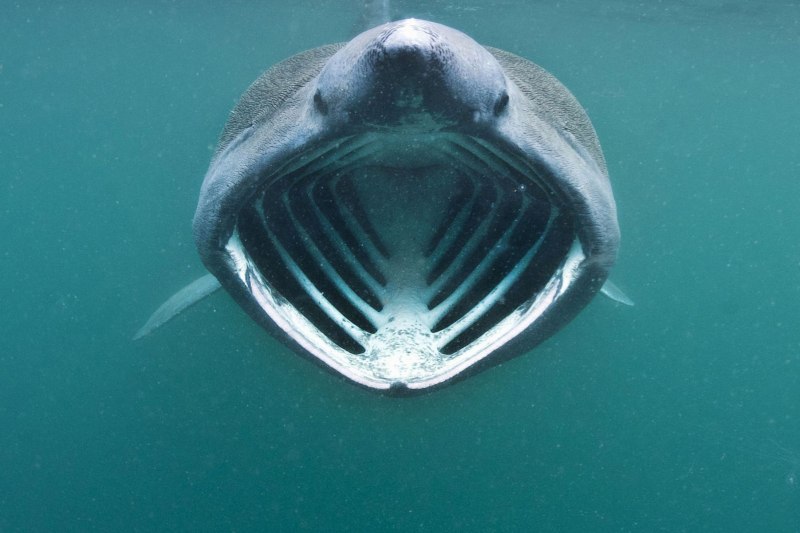 Гигантская акула, слоновая, (Cetorhinus Maximus)