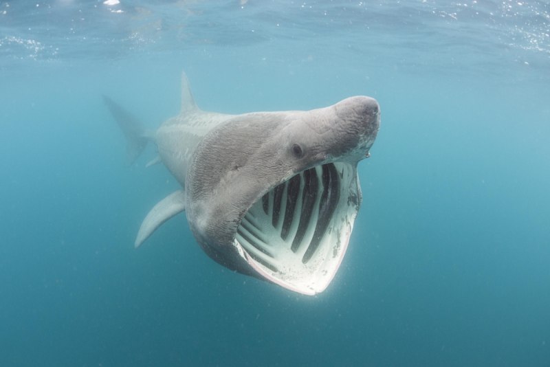 Гигантская акула Cetorhinus Maximus