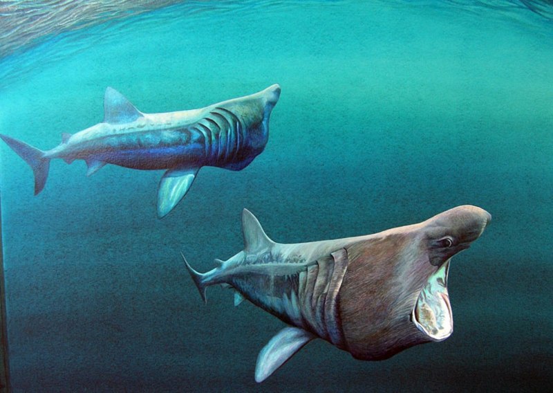 Гигантская акула Cetorhinus Maximus