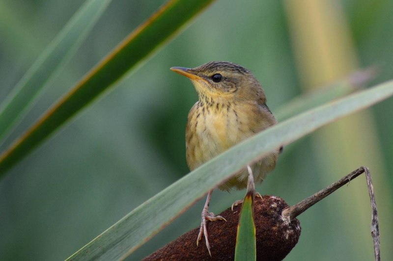 Locustella certhiola
