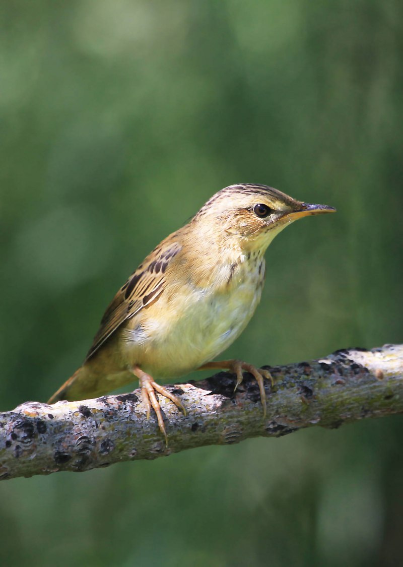 Певчий сверчок Locustella certhiola Pallas