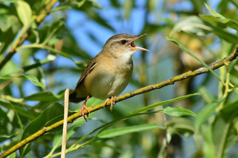 Locustella certhiola