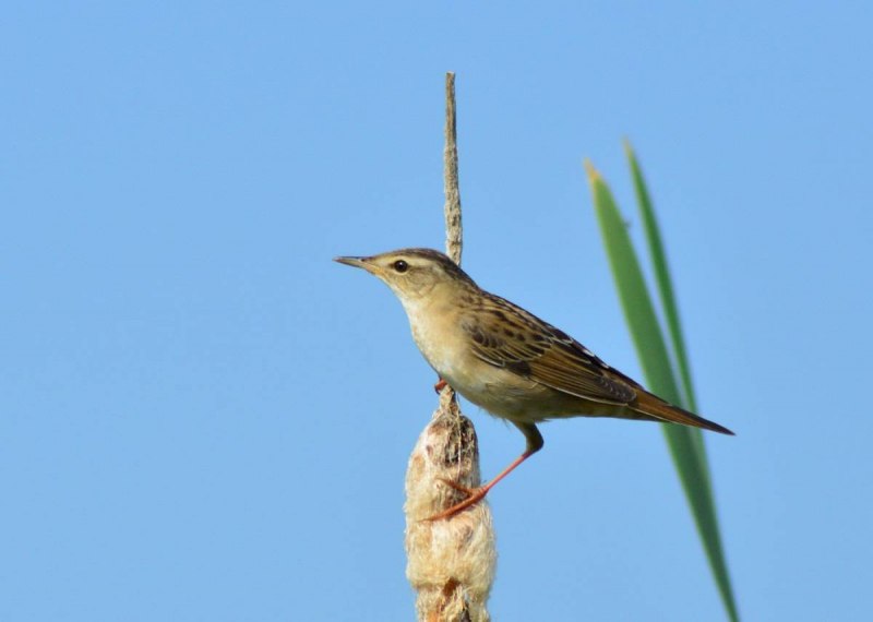 Locustella certhiola
