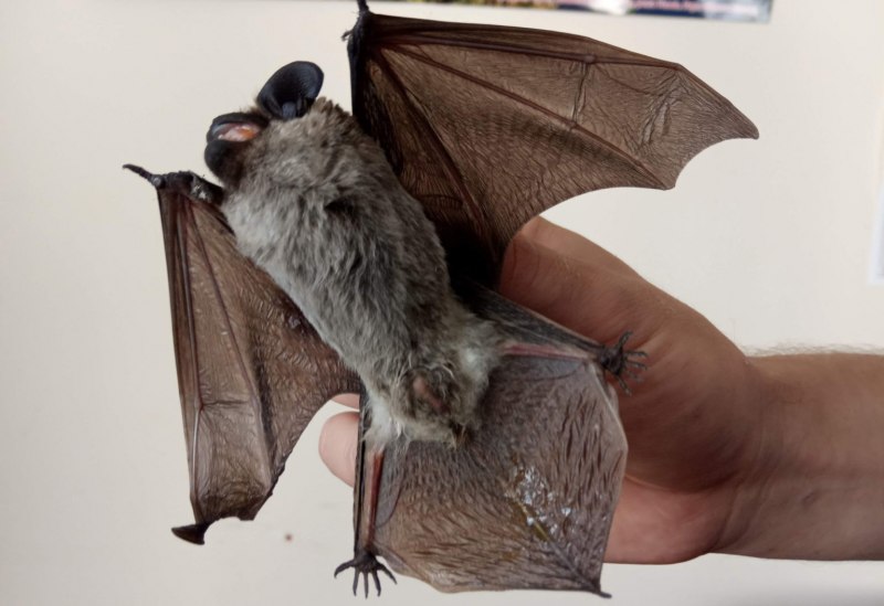 Кожан двухцветный (Vespertilio murinus)